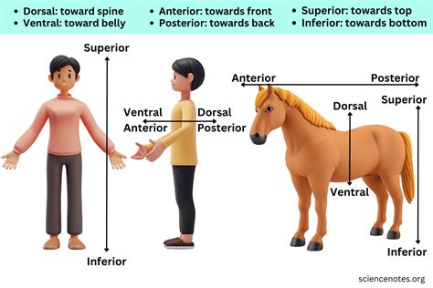 best dorsal|ventral and dorsal anatomy.